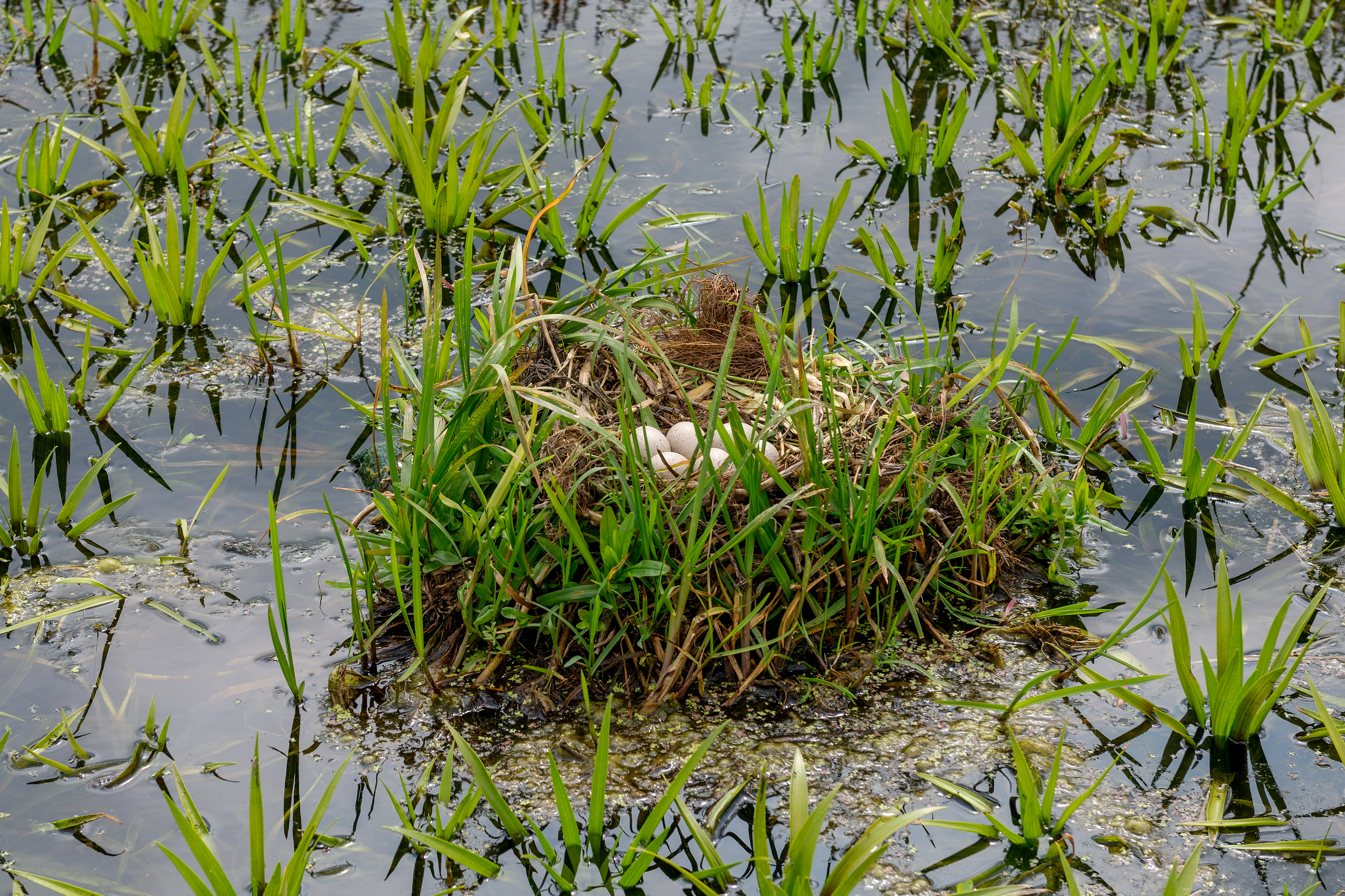 Weidevogels 2019 LEU 73