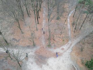 Bos Heuvelrug (1)