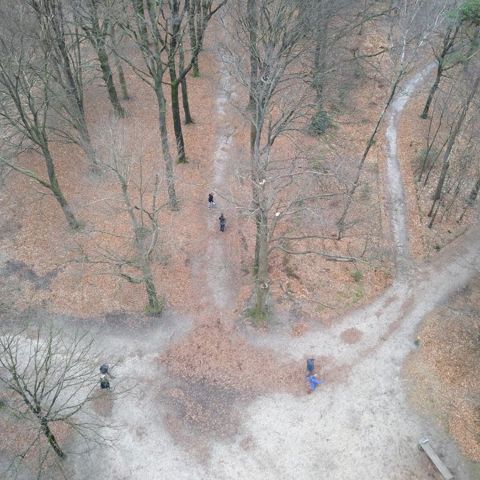 Bos Heuvelrug (1)