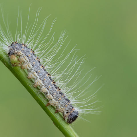 Eikenprocessierups 862 Jurriën Van Deijk 13 06 2019