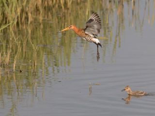 Grutto Met Jong Vogelwerkgroep Eemnes (1)