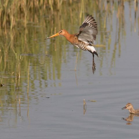 Grutto Met Jong Vogelwerkgroep Eemnes (1)