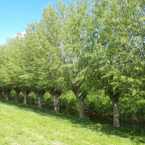 knotbomenrij - landschapselement