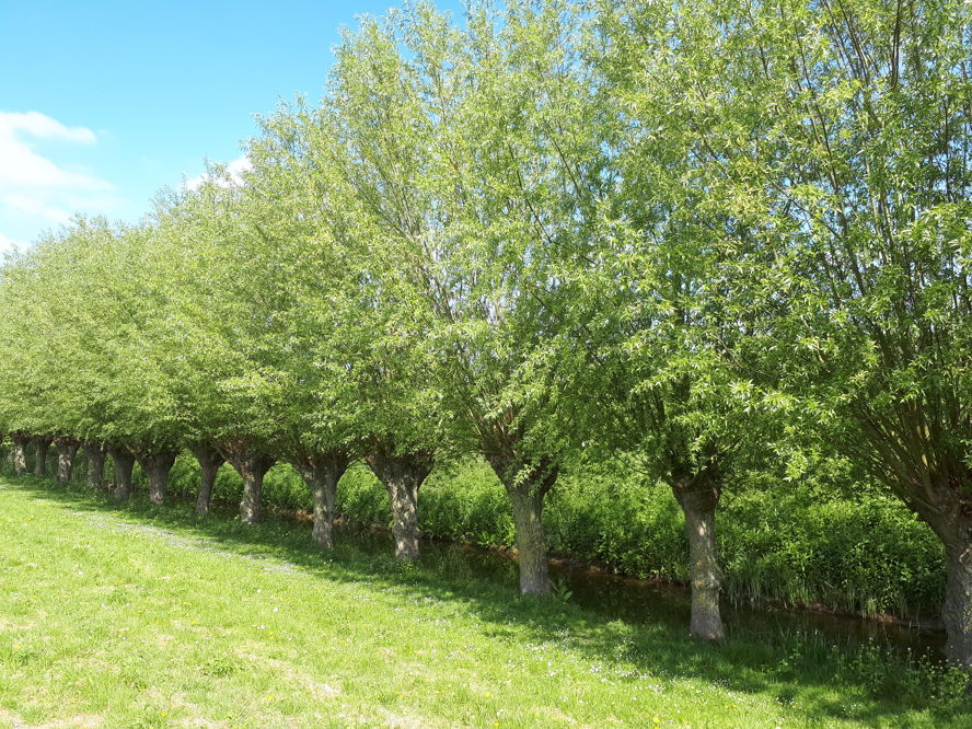 knotbomenrij - landschapselement