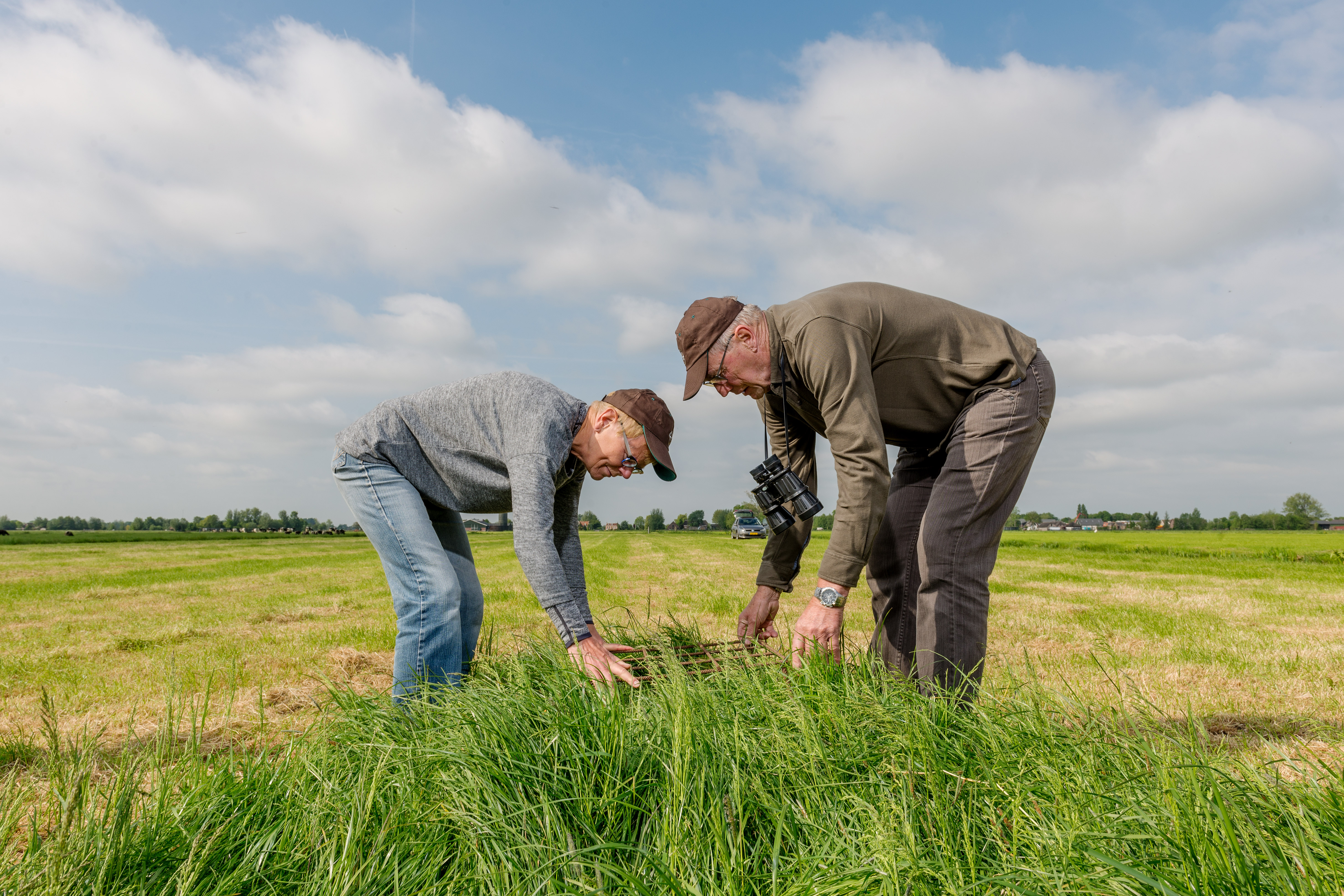 Campagne Weidevogels