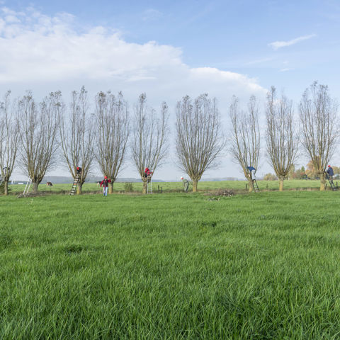 Campagne Rij Knotwilgen
