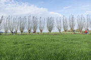 Campagne Rij Knotwilgen