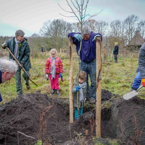 Bomen Planten