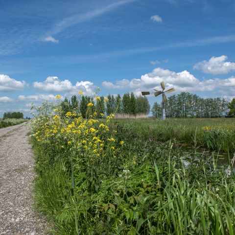Eendenkooienpad 2021 09