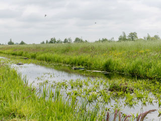 Weidevogels 72
