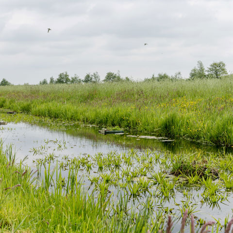 Weidevogels 72