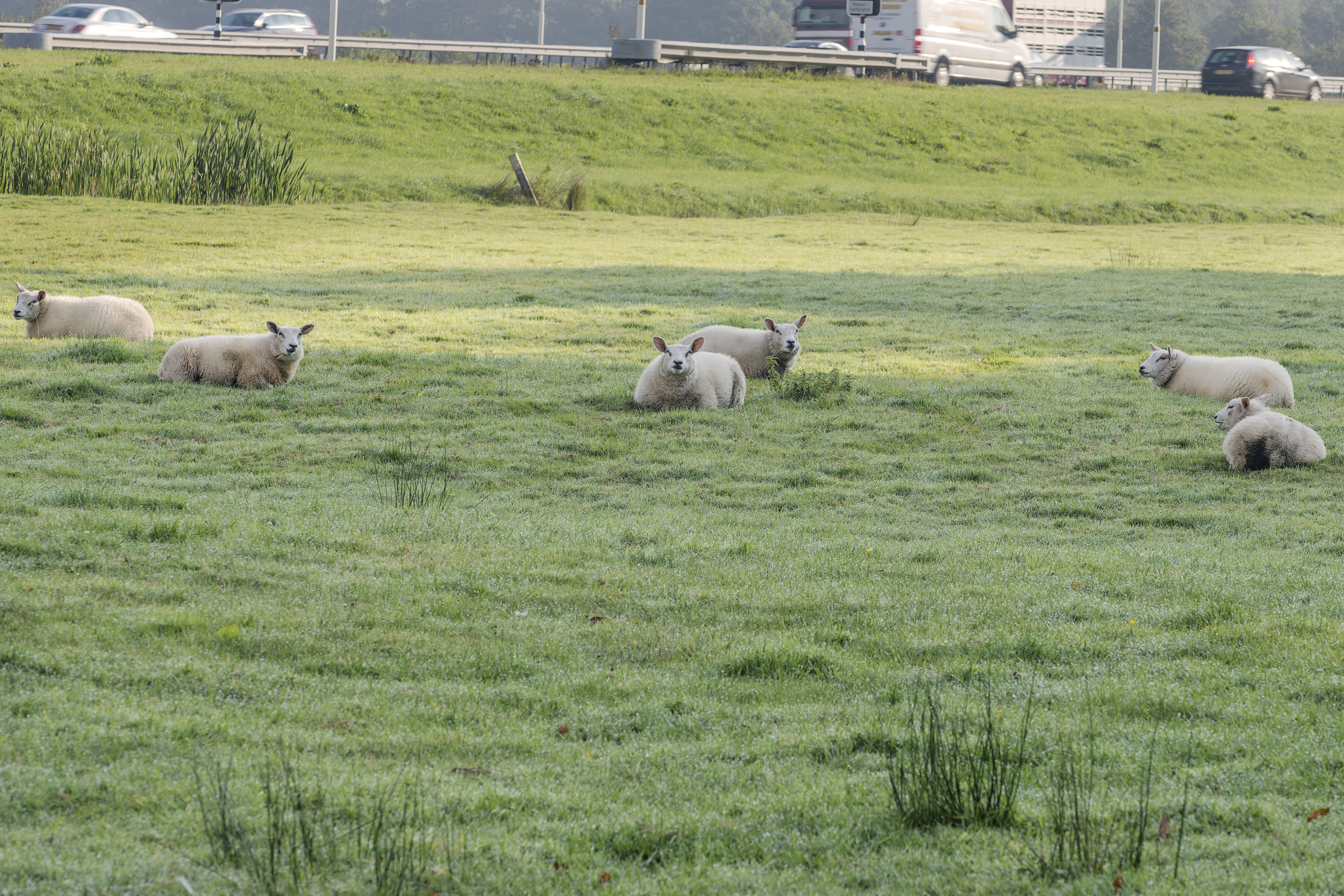 Oostbroek 2015 03 Kopie