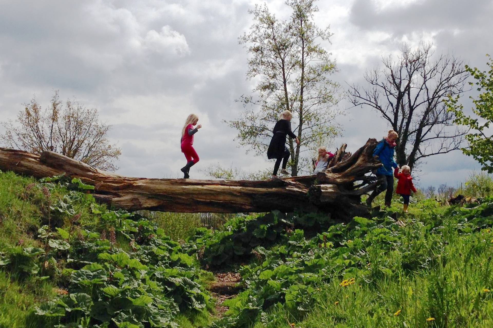 Headerfoto Degroenebelevenis 1