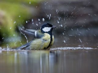 Shutterstock 1062342068 C Shutterstock WWF Gertjan Hooijer