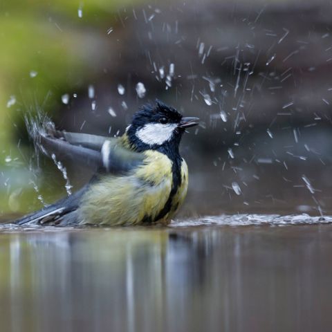 Shutterstock 1062342068 C Shutterstock WWF Gertjan Hooijer
