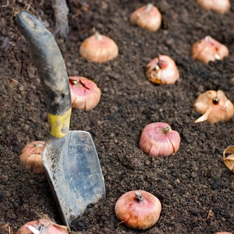 Bollen Planten