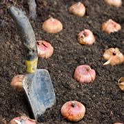Bollen Planten