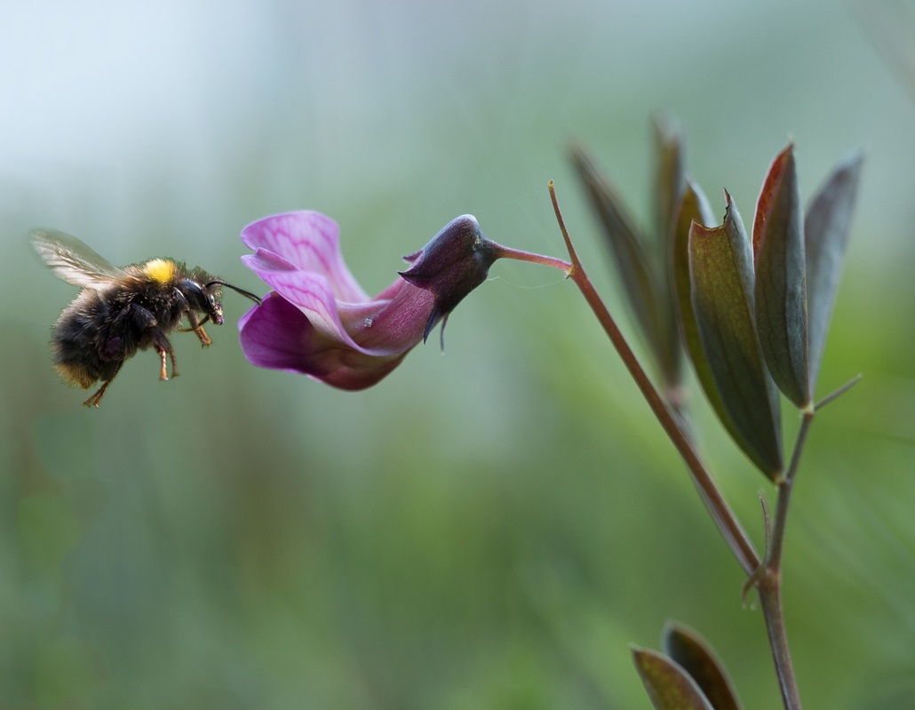 Knollathyrus Kolibri Met Hommel JGBO2