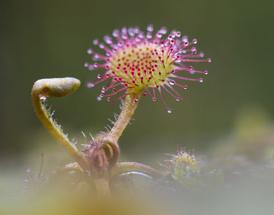Drosera Rotundifolia Gerard Oostermeijer2 (1)