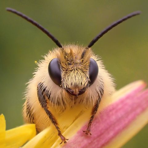 Introductie Wilde Bijen Herkennen