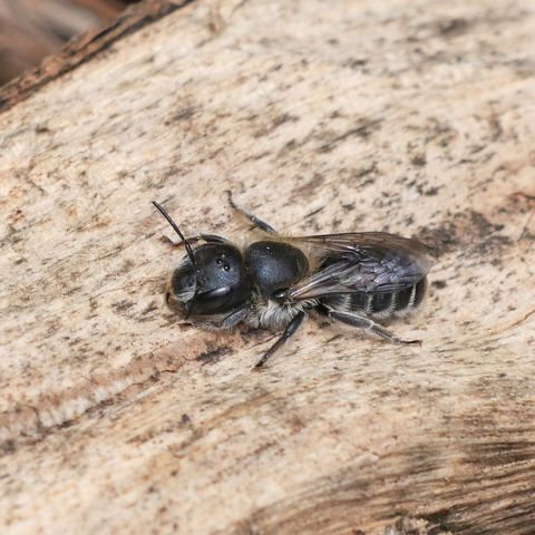 20210523 Blauwe Metselbij ♀