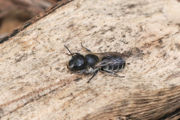 20210523 Blauwe Metselbij ♀