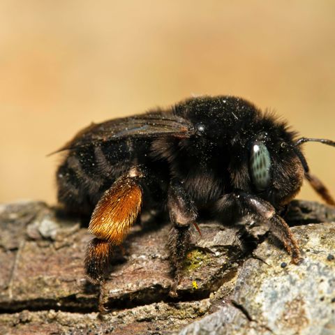 Anthophora Retusa Zwarte Sachembij