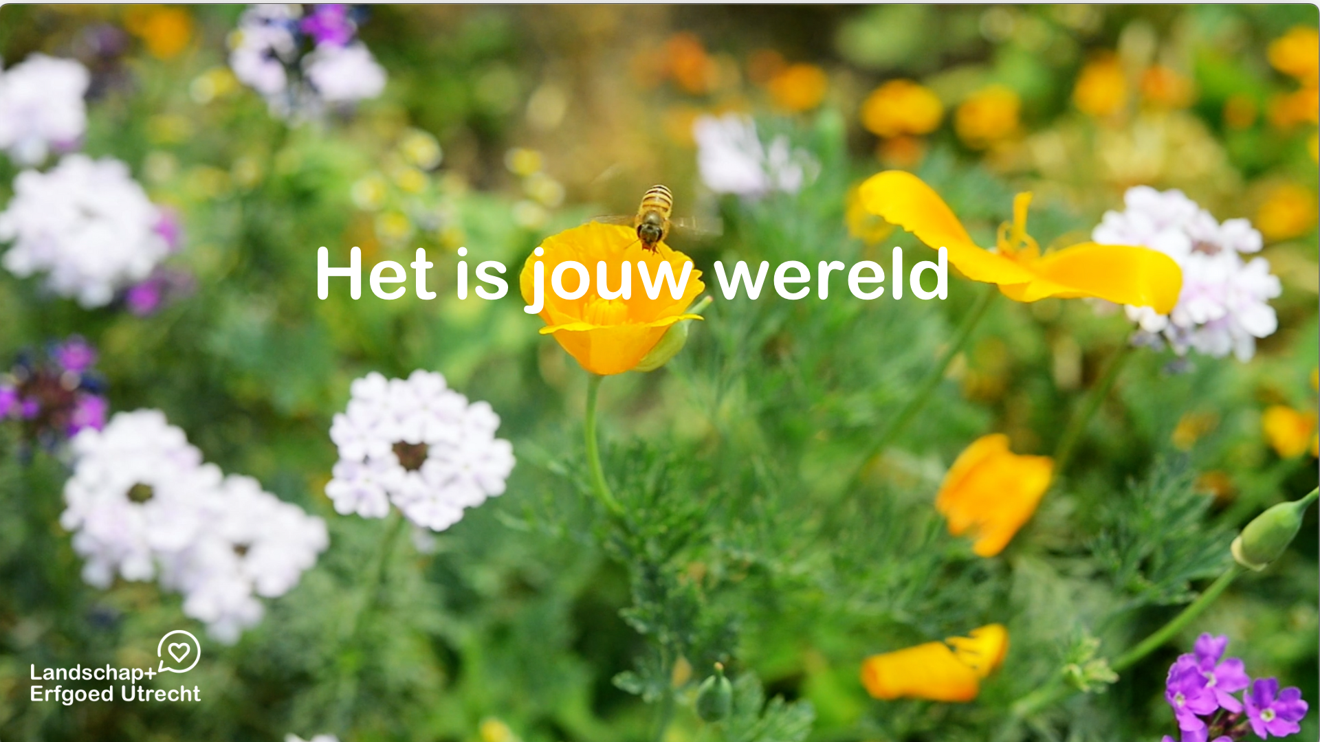 Het Is Jouw Werreld (2)