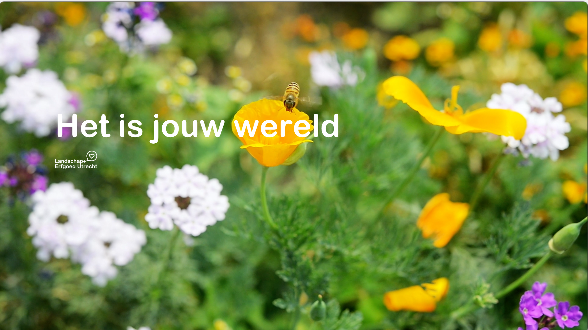 Het Is Jouw Wereld L