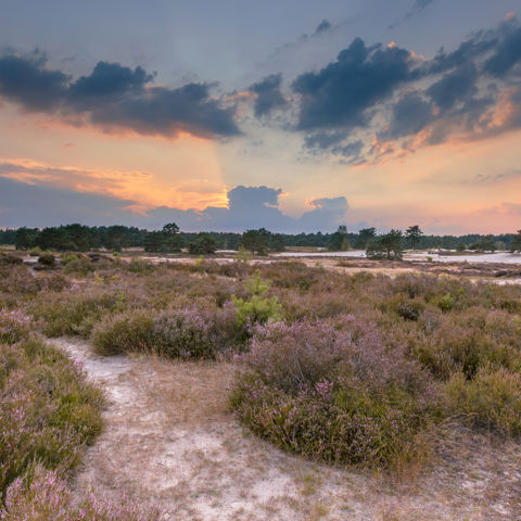 Utrechtse Heuvelrug (1)