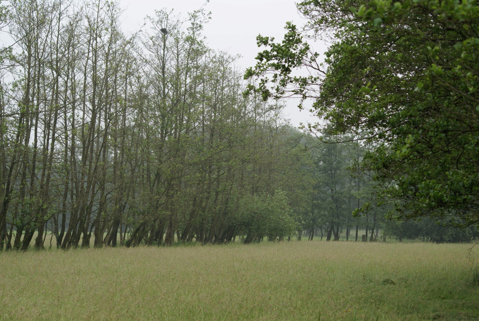 Bomen Uitdeelactie Houtsingel 1