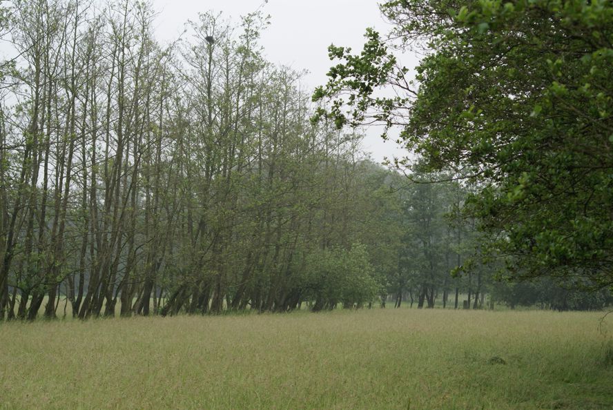 landschapselement - houtsingel 2