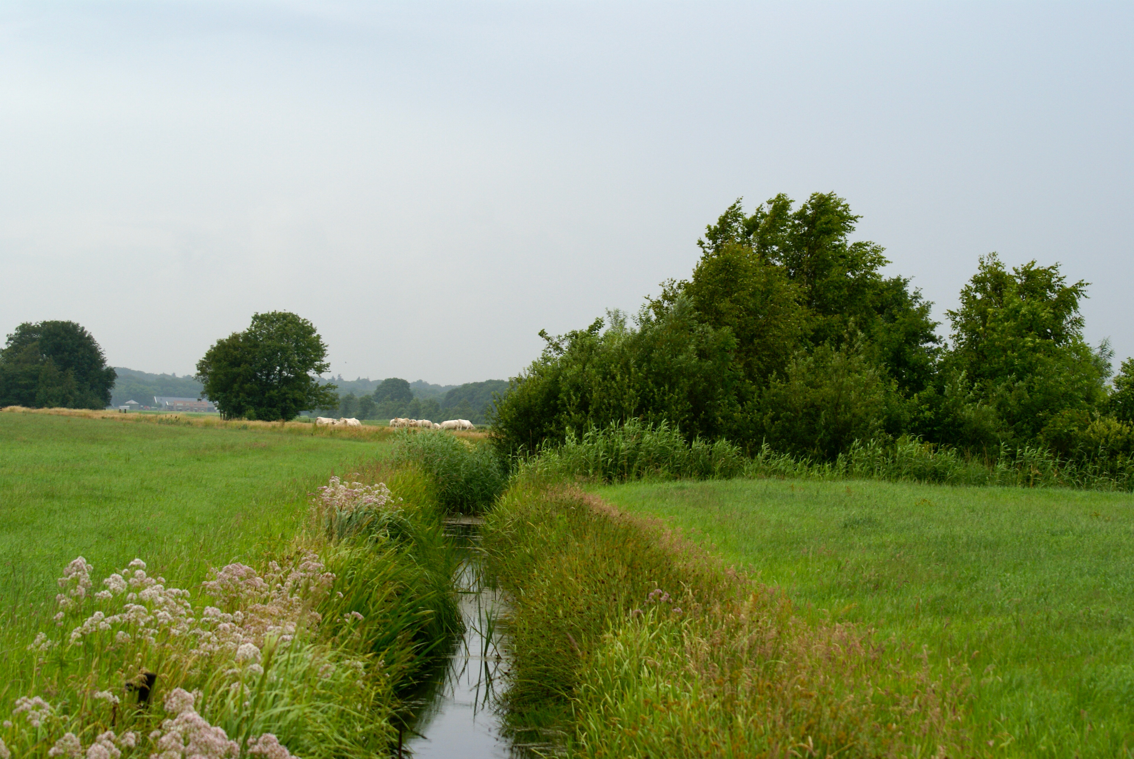 Natuurvriendelijke oever 2 - landschapselement
