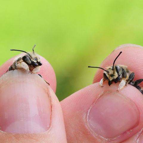 Grote Bladsnijders