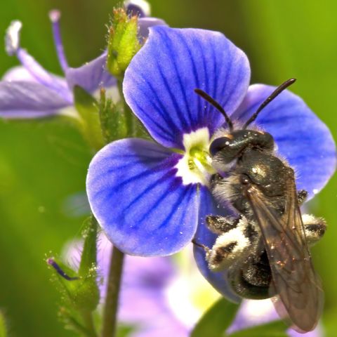 NHB Andrena Viridescens Ww IMG 8164 Bewerkt Crop Edit Standard