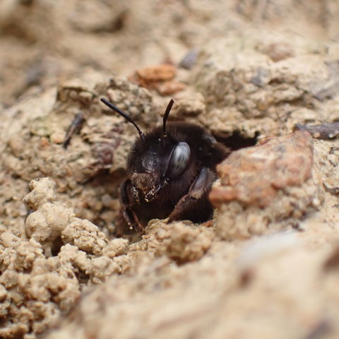 Zwarte Sachembij Vervolgonderzoek
