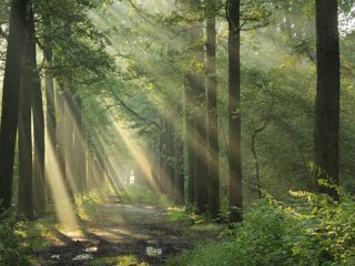 Bomen Met Zonlicht (1)