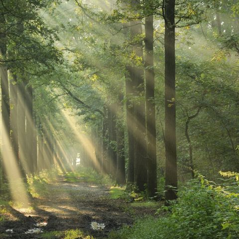 Bomen Met Zonlicht (1)