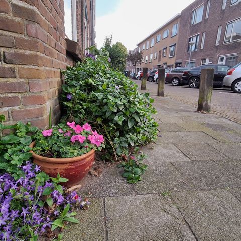 Beplanting In De Openbare Ruimte