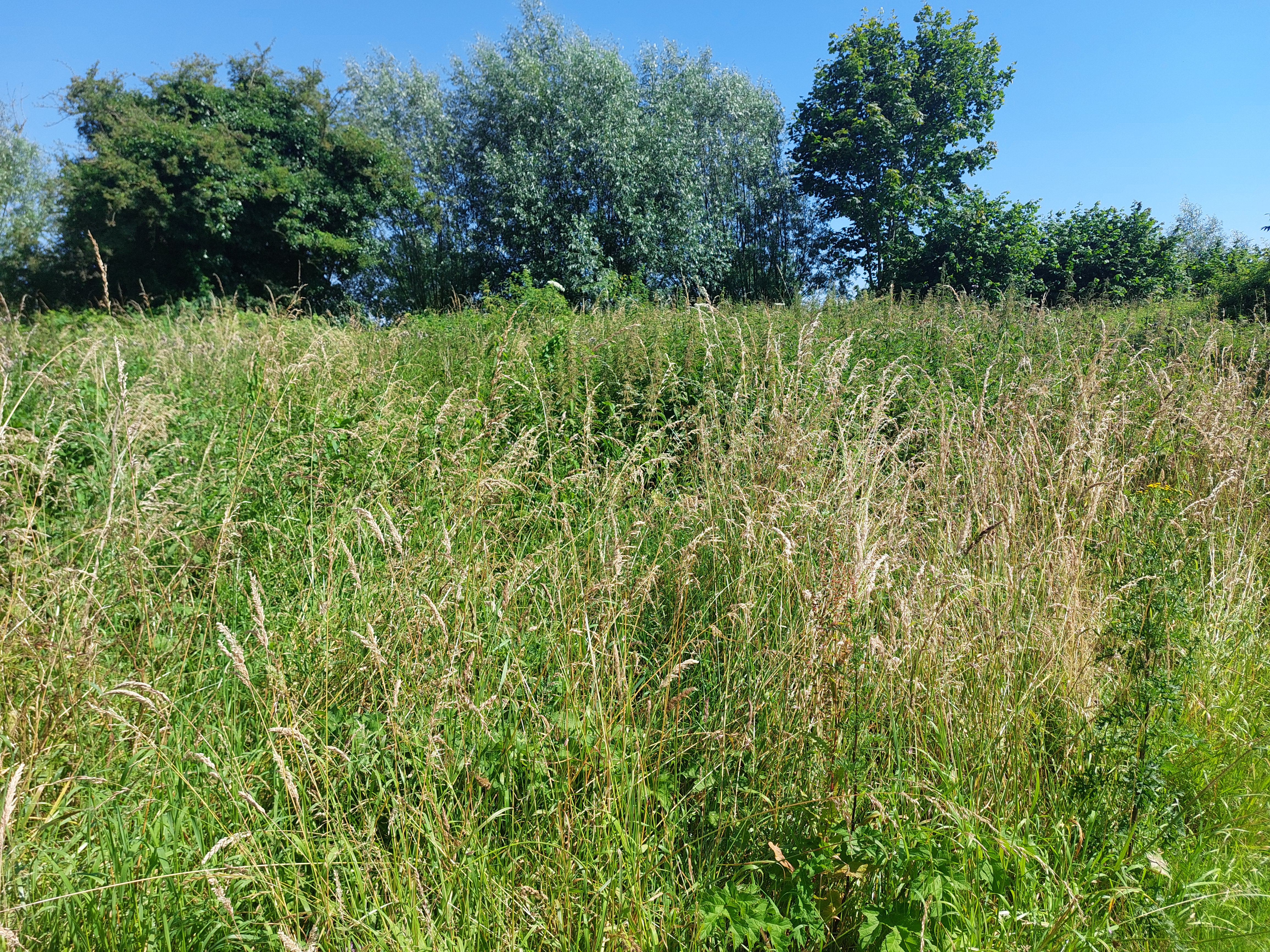 Vindplaats Ereprijsdwergwespbij