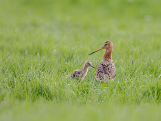 Grutto 91 Menno Schaefer.R