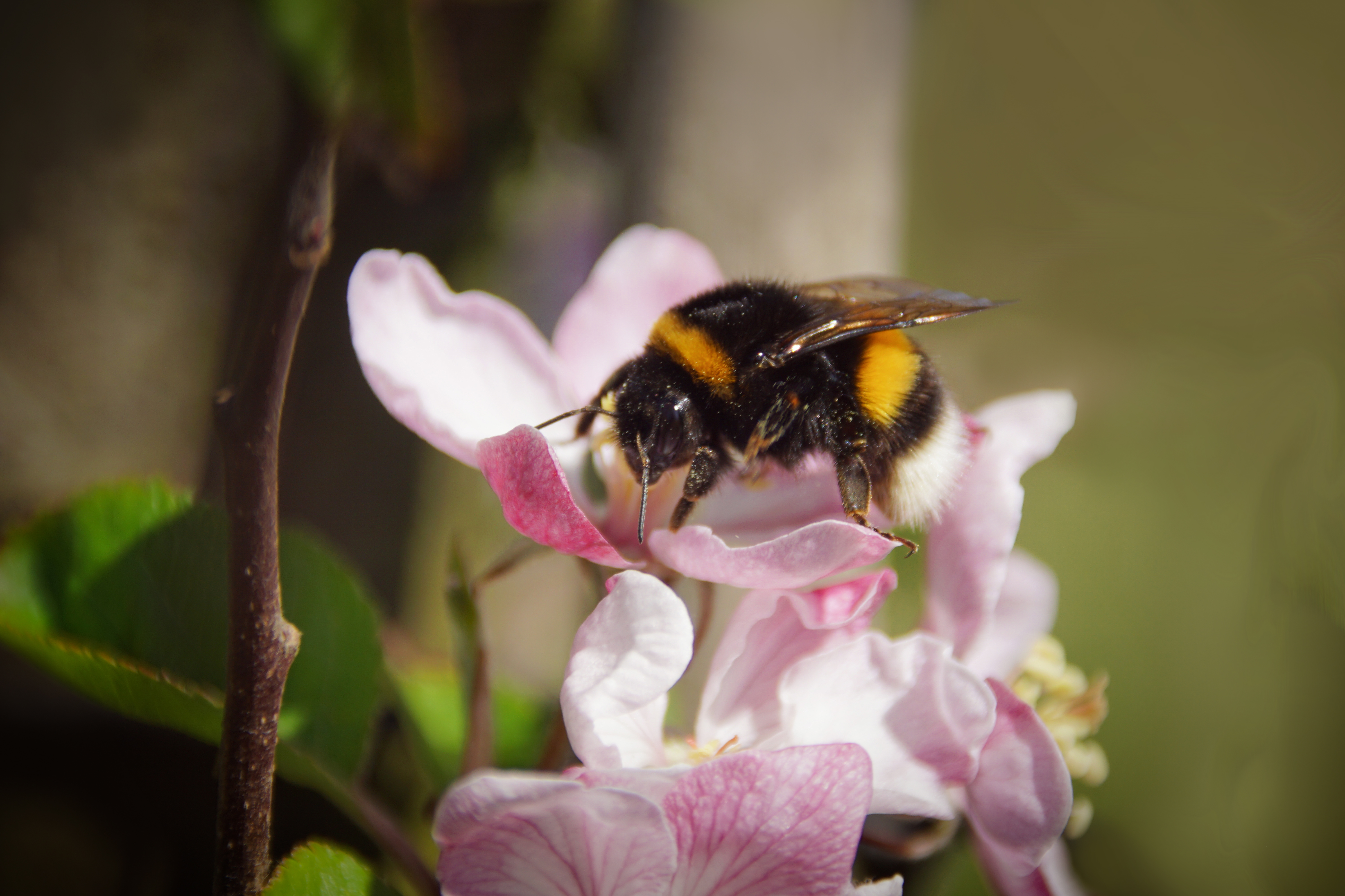 Aardhommel Op Appelbloesem (Credit Marit Moerman)