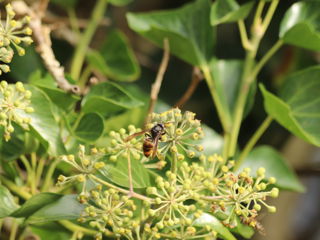 Iatische Hoornaar Close Up
