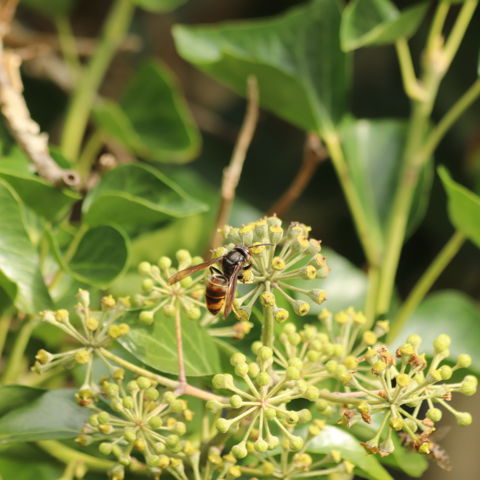 Iatische Hoornaar Close Up