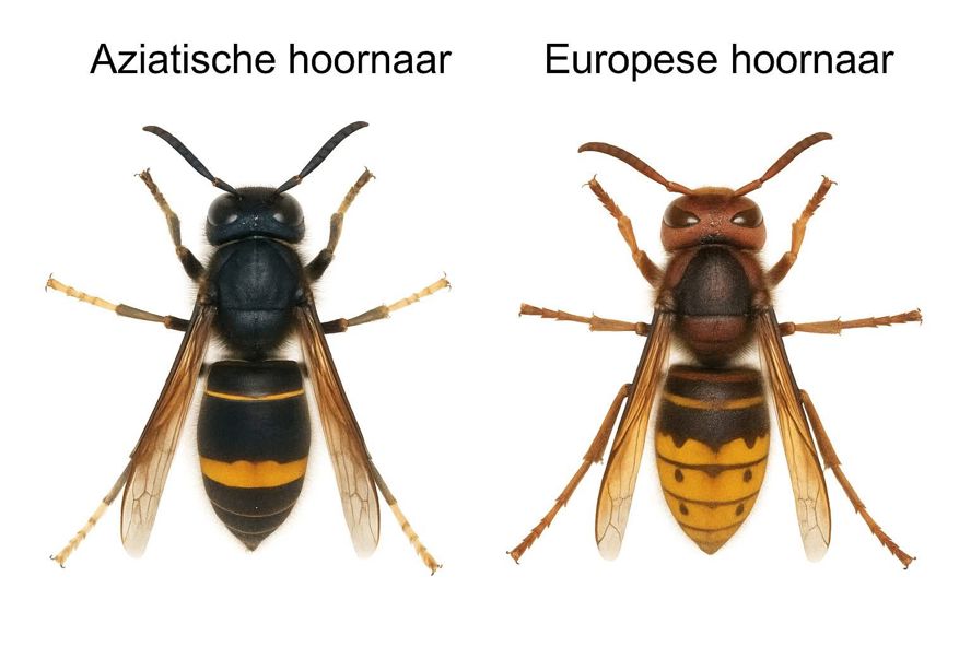Hoornaars