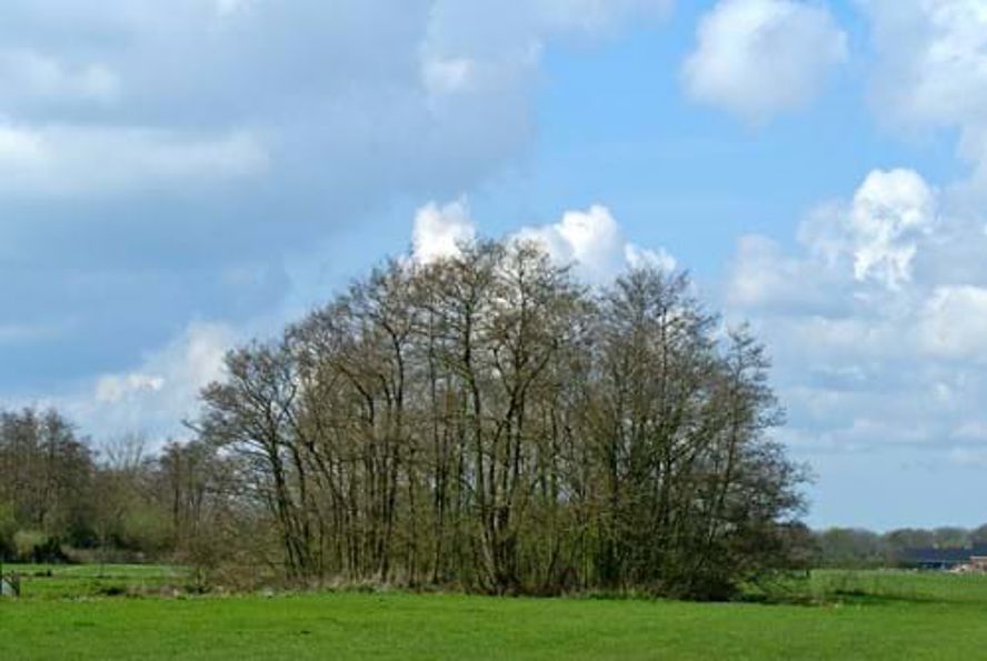 Geriefhoutbosje Droog Landschapselementen