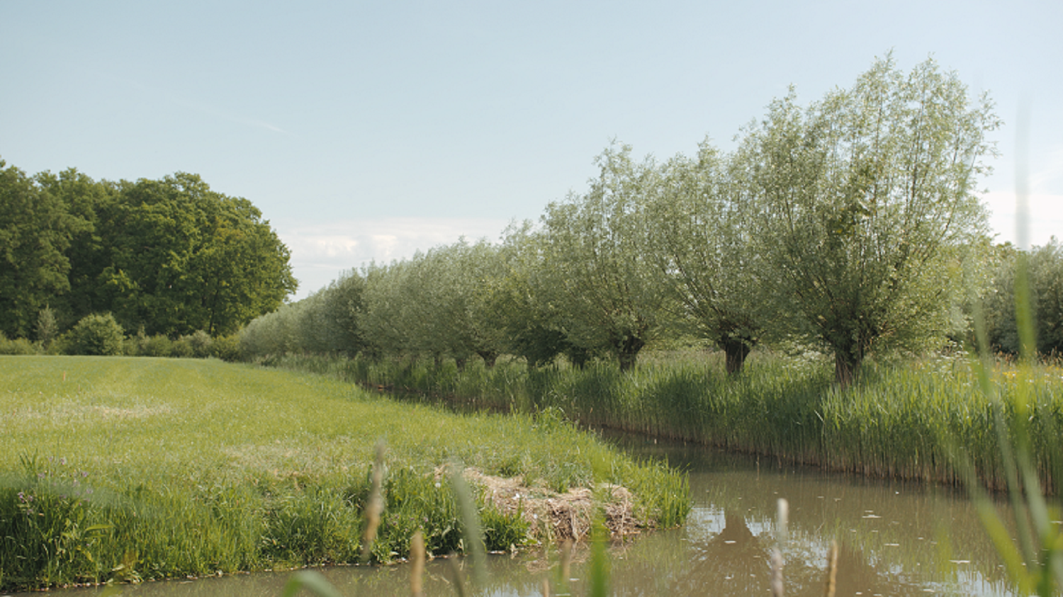 Rivierlandschap Knotwilgenrij Website Header LEU V2