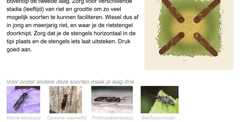 Zelf Een Bijenruiter Maken