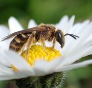 Excursie Fort Everdingen Mei 2026