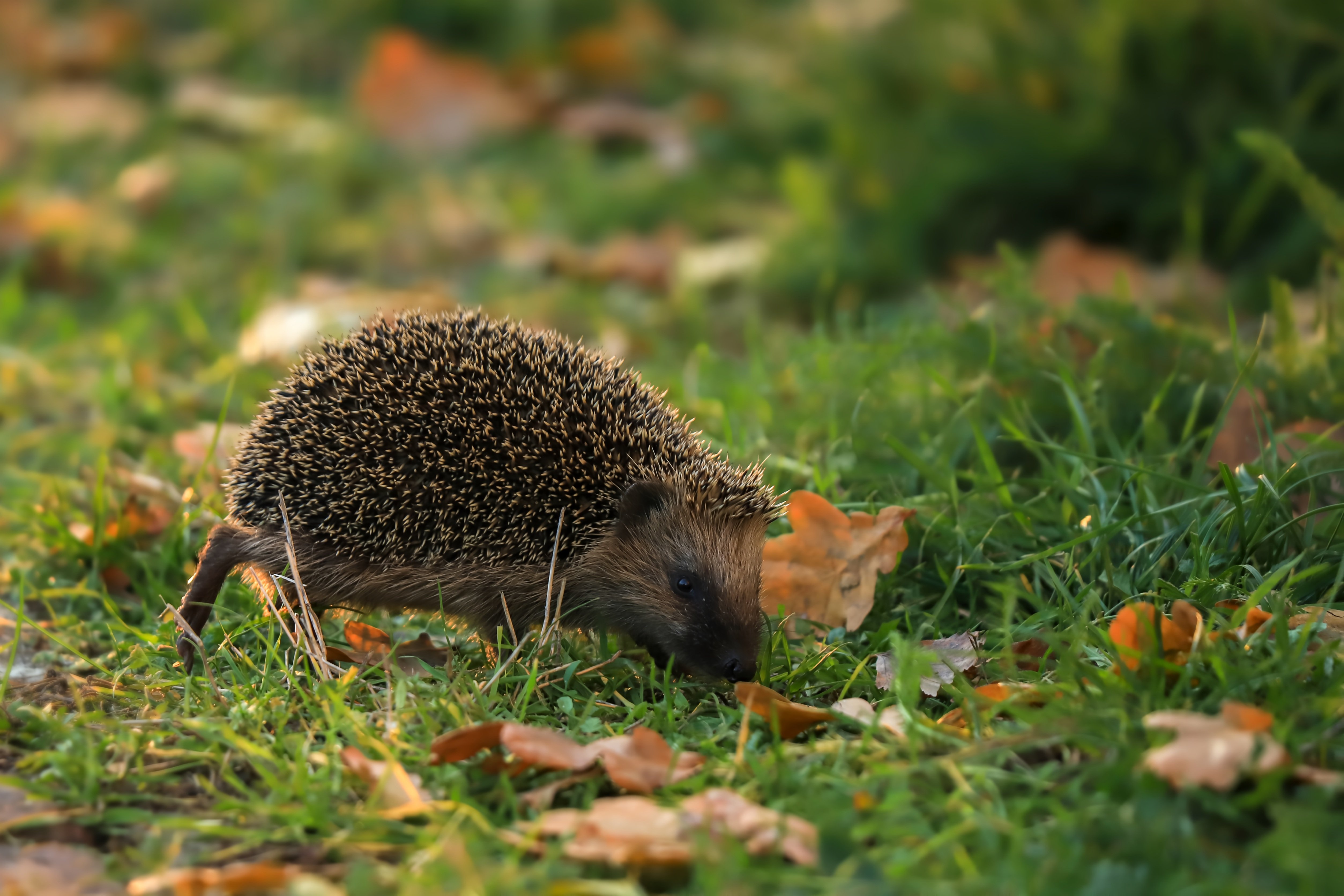 Egel